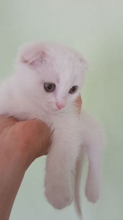 Продам белоснежную девочку — 2