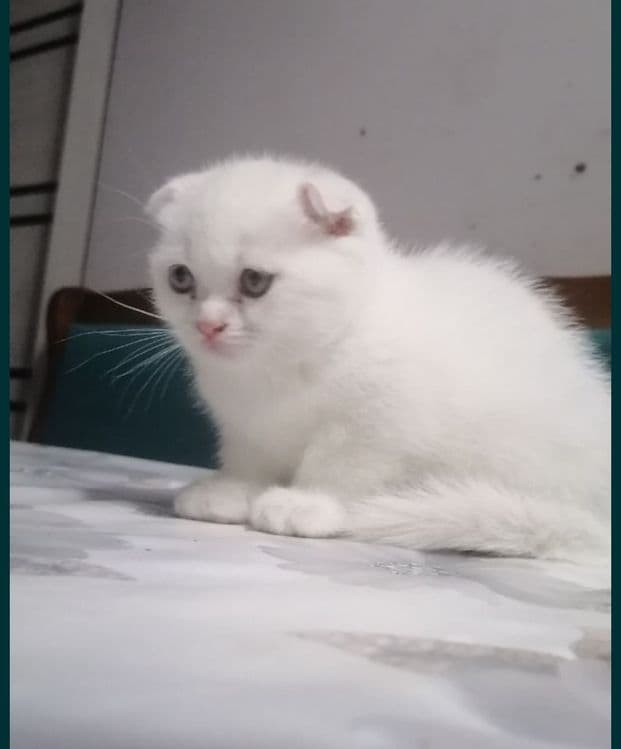 Продам фолд мальчика 1,5месяца — 2