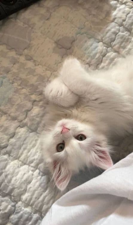 Продам белоснежных котят от правильной вязки — 2