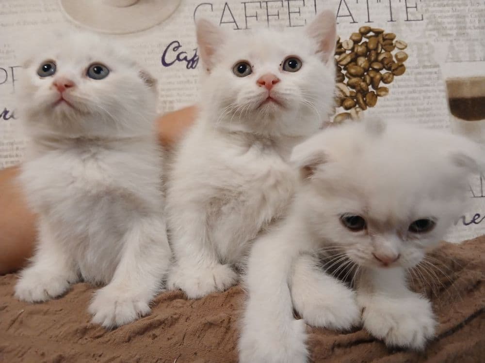 Продам белоснежных котят от правильной вязки — 3