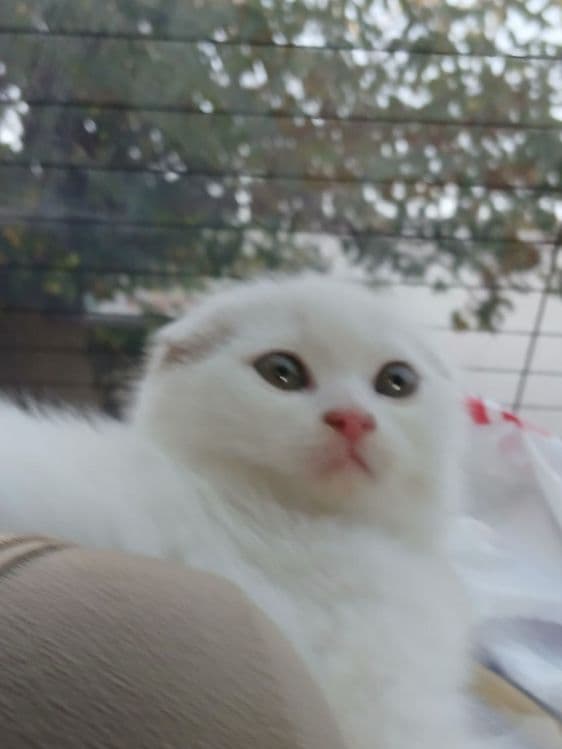 Продам белоснежных котят от правильной вязки — 4