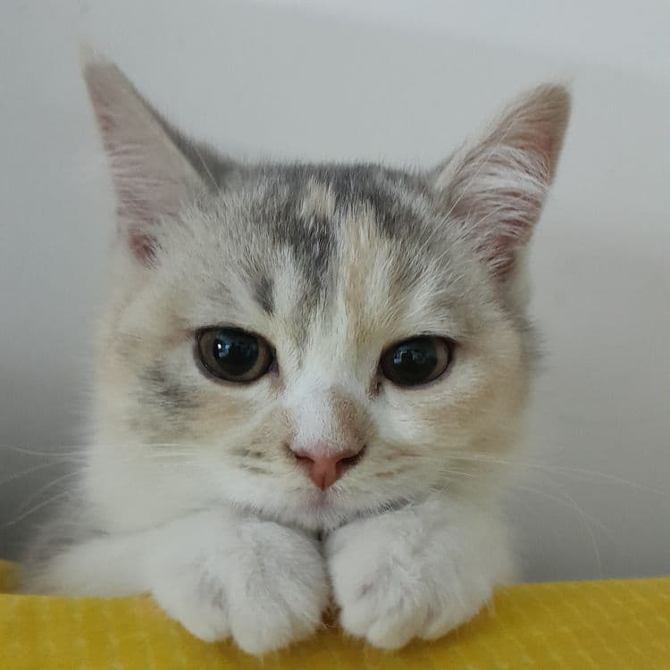 Продается котенок в надежные руки
