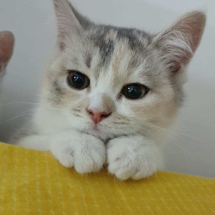 Продается котенок в надежные руки — 2