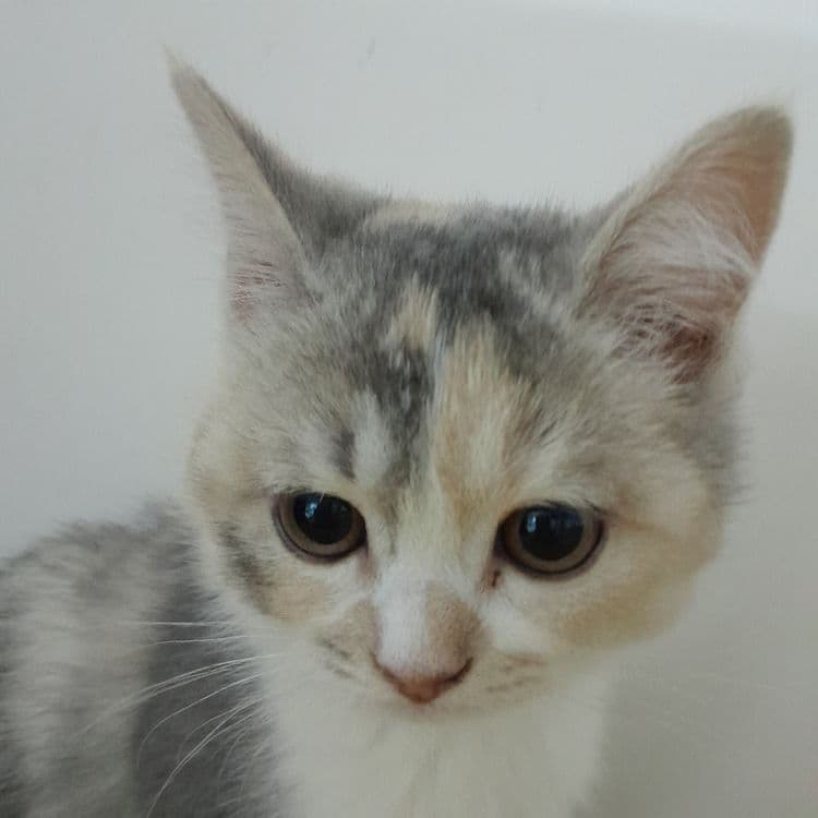 Продается котенок в надежные руки — 3