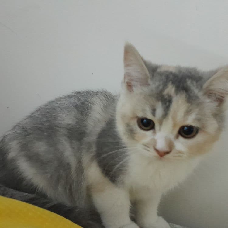 Продается котенок в надежные руки — 4