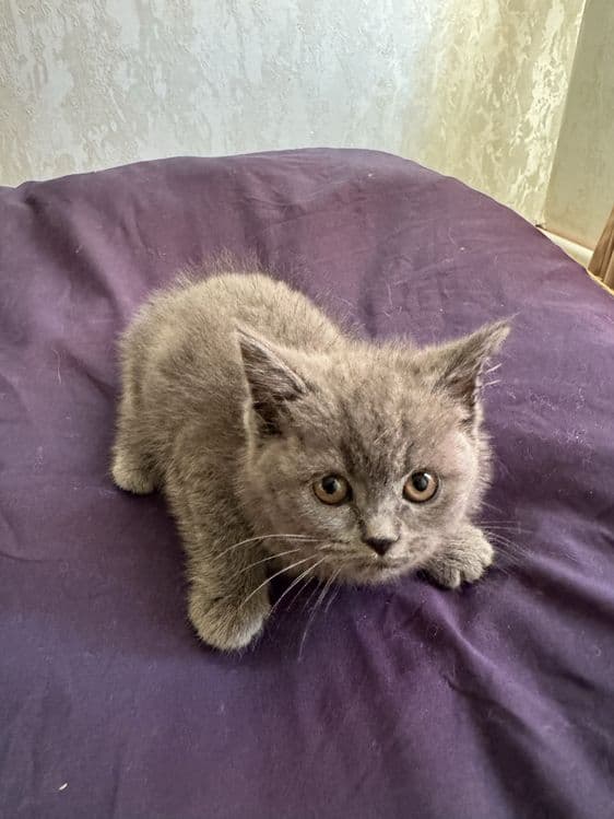Кошка британская короткошерстная девочка — 1