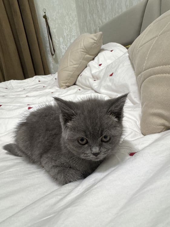 Кошка британская короткошерстная девочка — 2