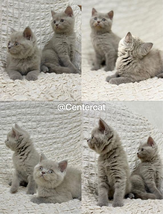 Продаются британские короткошерстные котята. — 1
