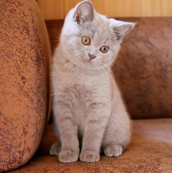 Продаются британские короткошерстные котята. — 2