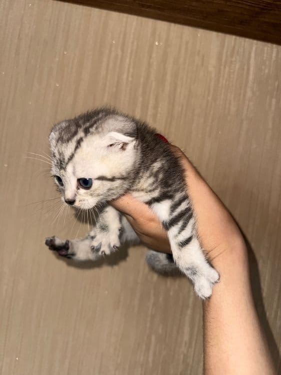 Котята породы Шиншилы и Британца — 2