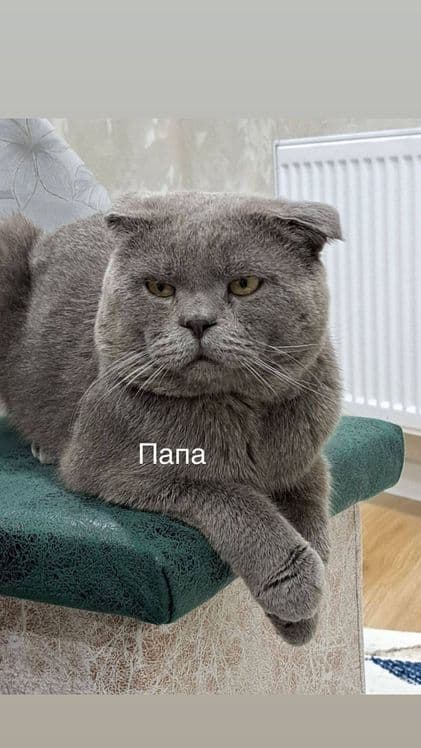 Котята породы Шиншилы и Британца — 3