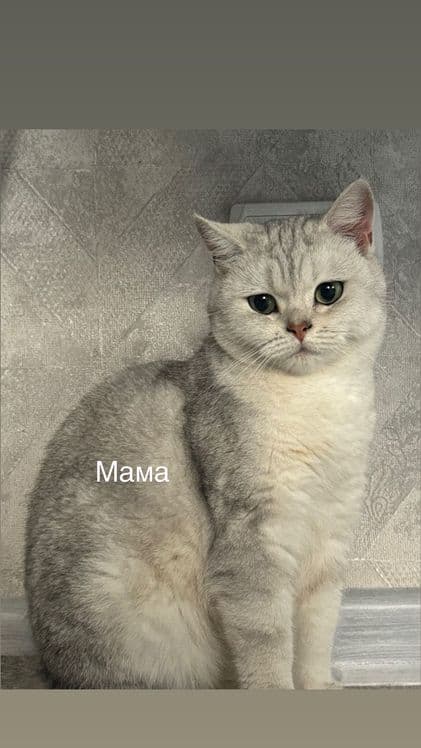 Котята породы Шиншилы и Британца — 4