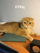 срочно scottish fold va straight