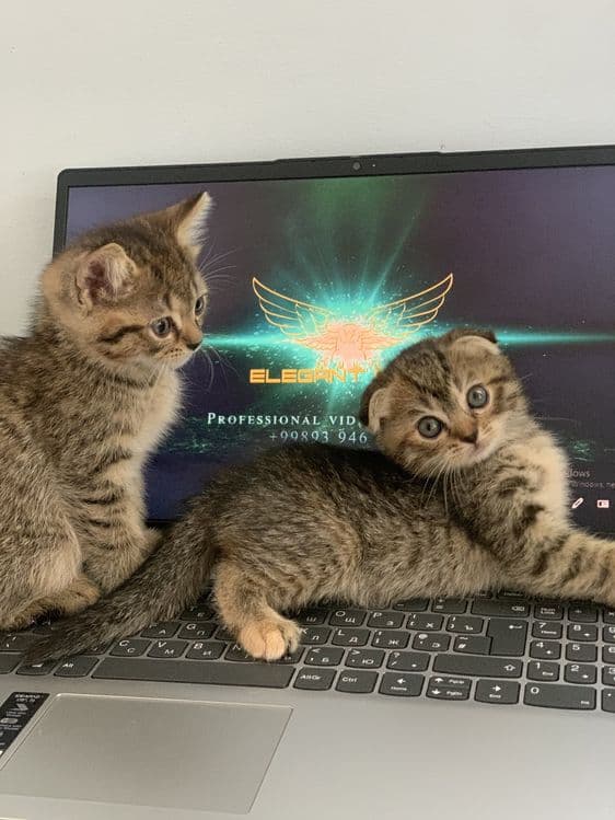 срочно scottish fold va straight — 2