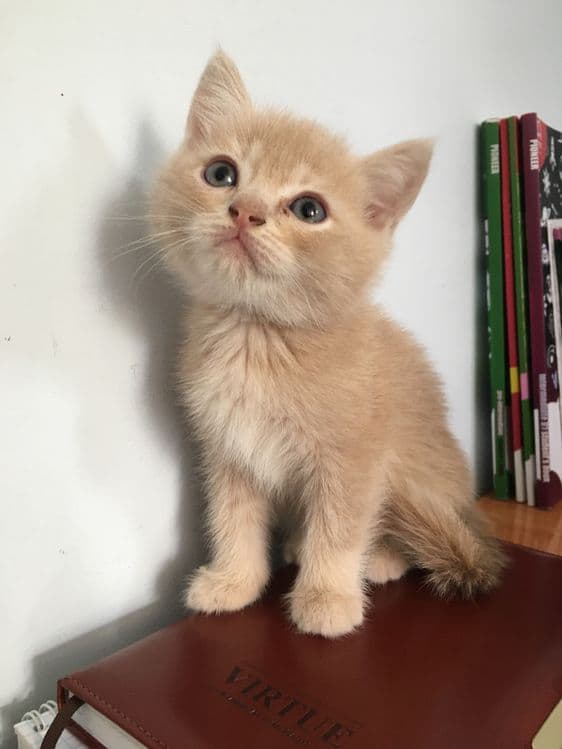 срочно scottish fold va straight — 3
