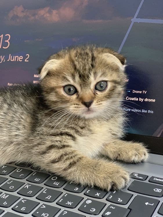 срочно scottish fold va straight — 4