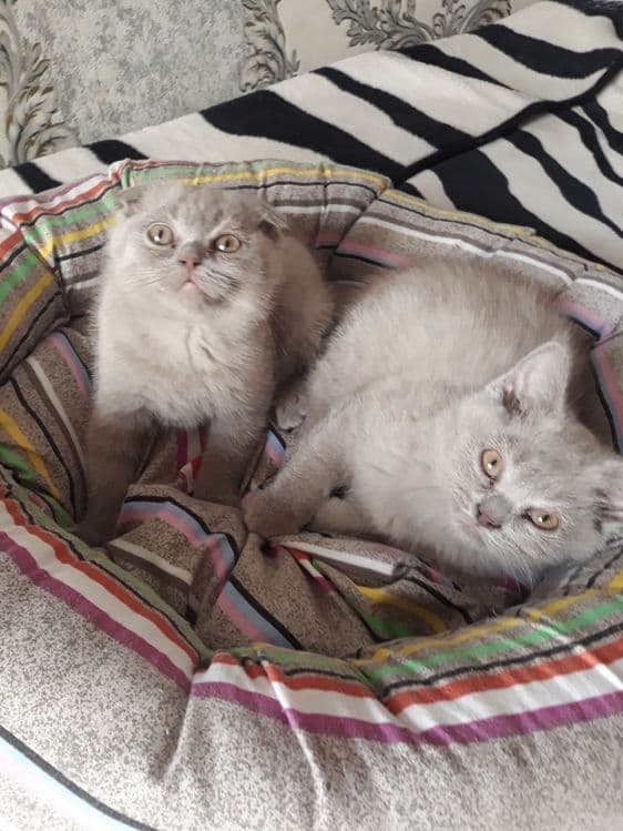 Продаю котят пароды скотишь фольд и скотишь страйд — 2