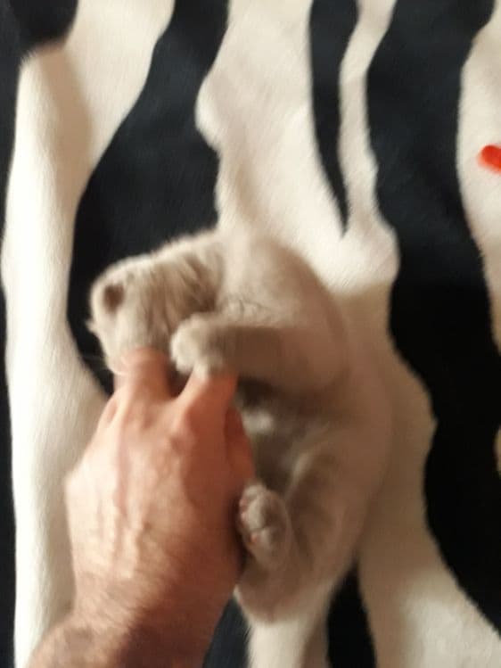 Продаю котят пароды скотишь фольд и скотишь страйд — 3