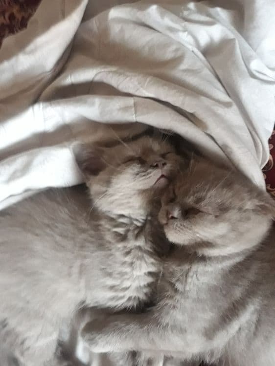 Продаю котят пароды скотишь фольд и скотишь страйд — 4