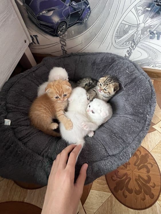 Кошечки веселоухи — 2
