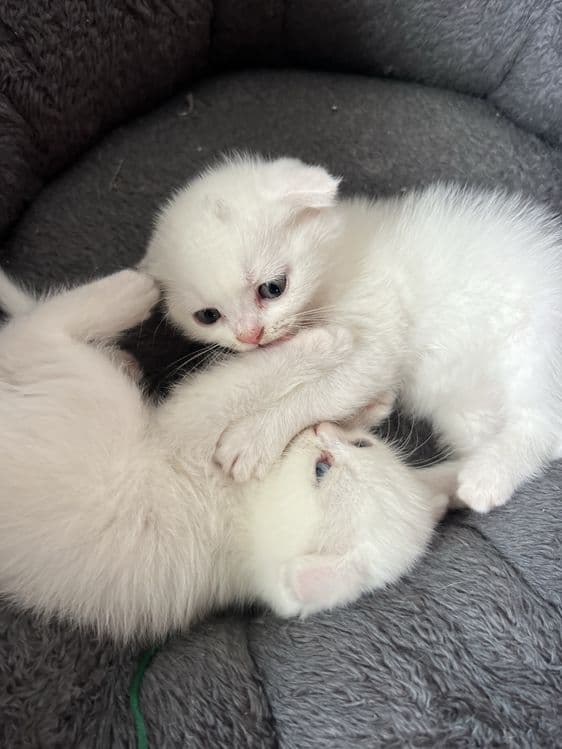 Кошечки веселоухи — 4
