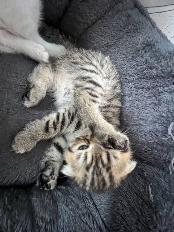 Кошечки веселоухи — 5