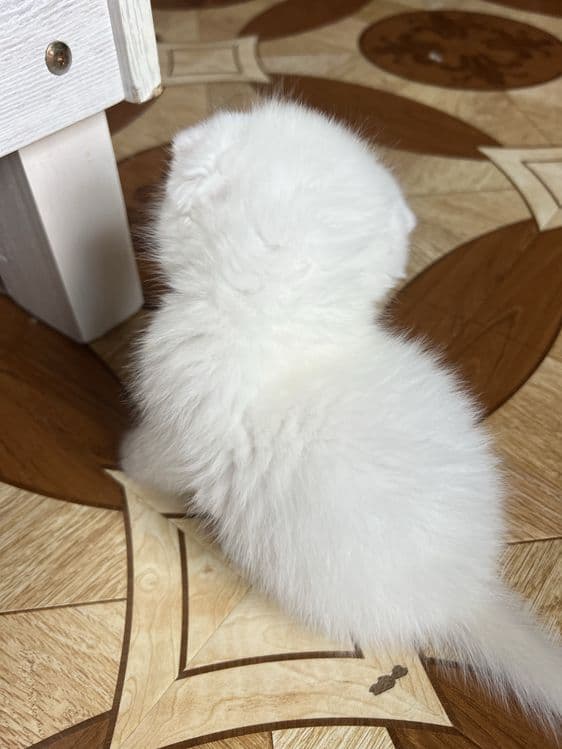 Кошечки веселоухи — 7