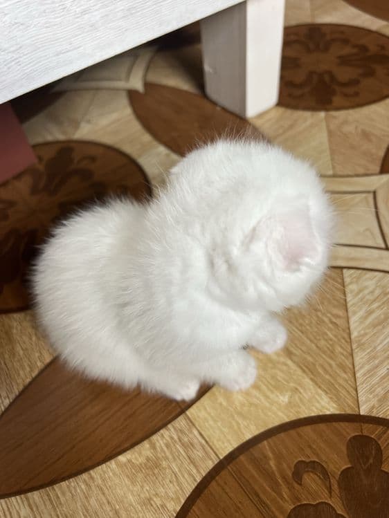 Кошечки веселоухи — 8