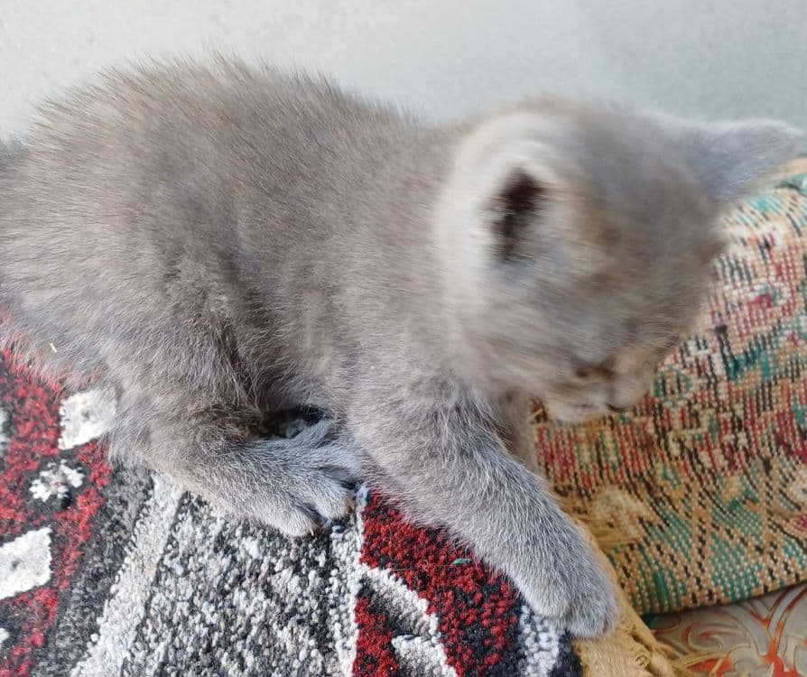 Британской короткошерстьной котёнок — 2