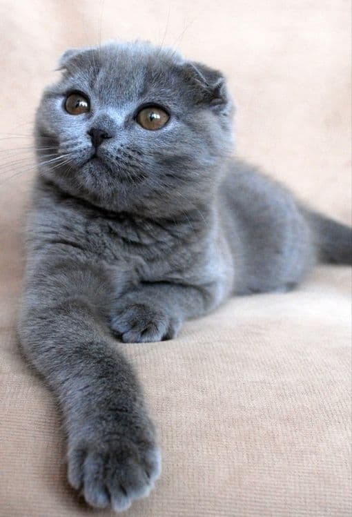 Продаётся котёнок — 1
