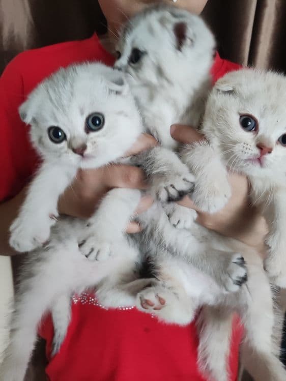 Продаются чистокровные котята — 1