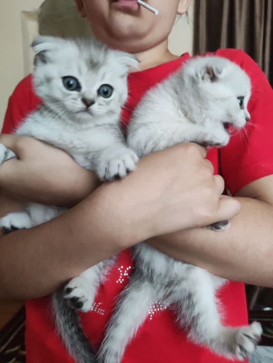 Продаются чистокровные котята — 2