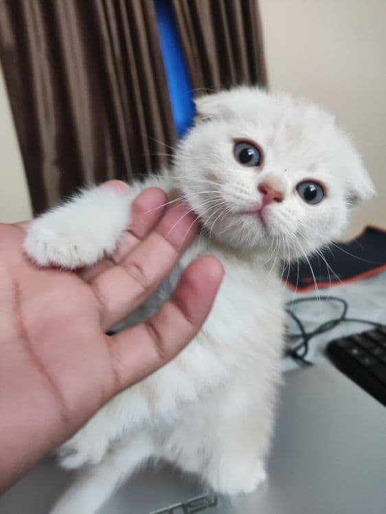Продаются чистокровные котята — 3
