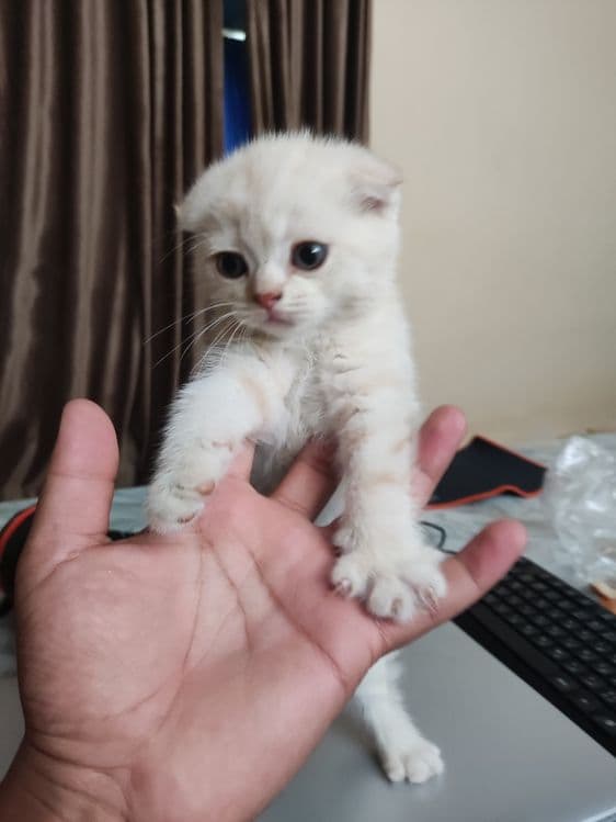 Продаются чистокровные котята — 4