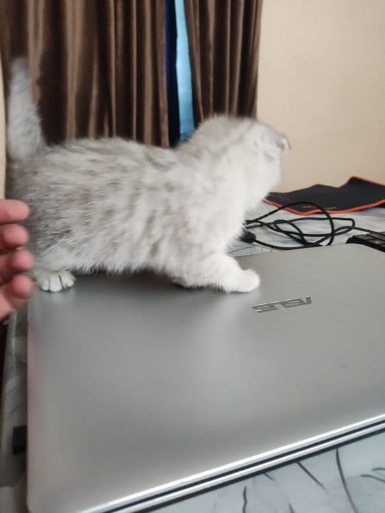 Продаются чистокровные котята — 5