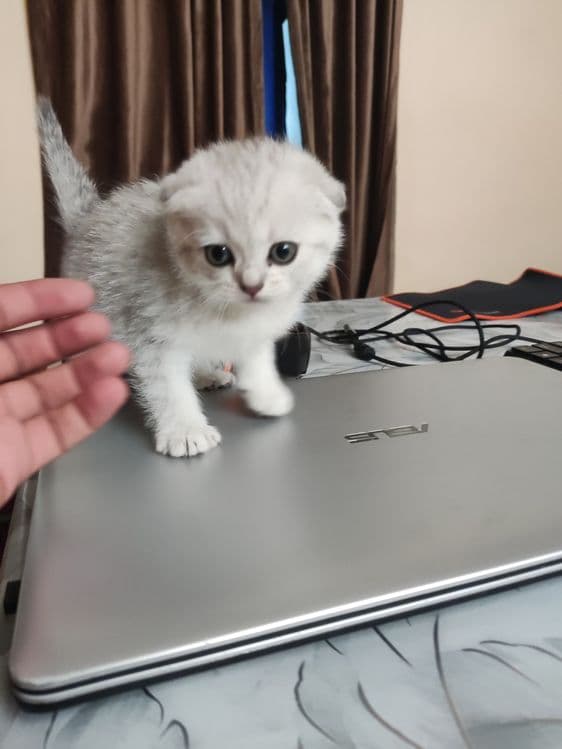 Продаются чистокровные котята — 6
