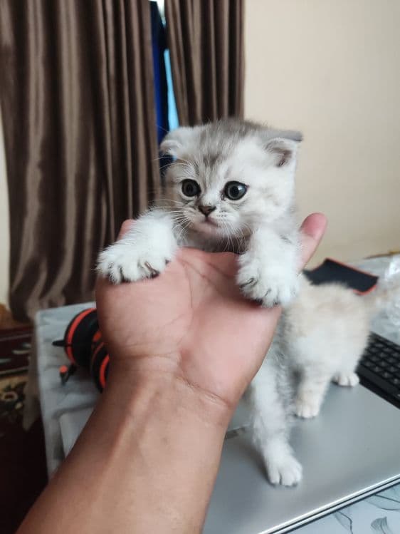 Продаются чистокровные котята — 7