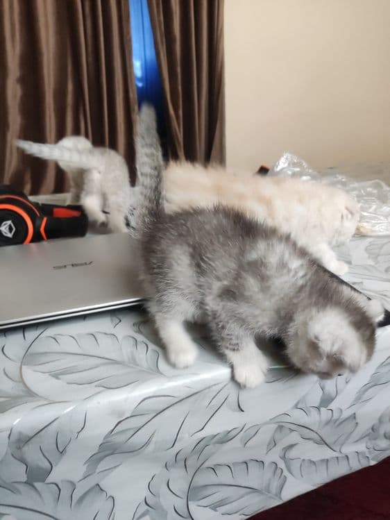Продаются чистокровные котята — 8