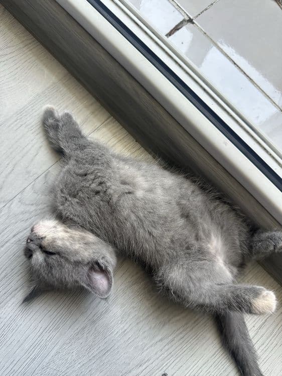 Британец сотилади — 4