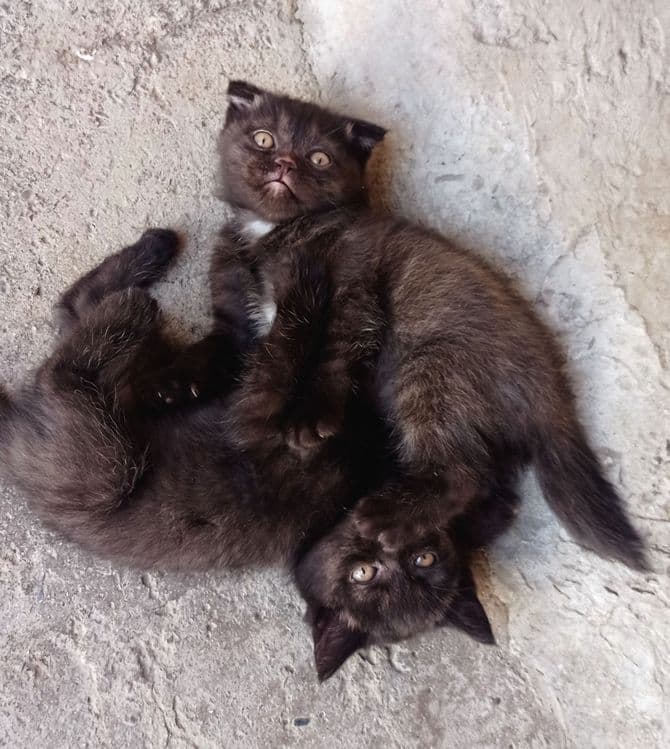 Продам породистых смешанных  котят — 2