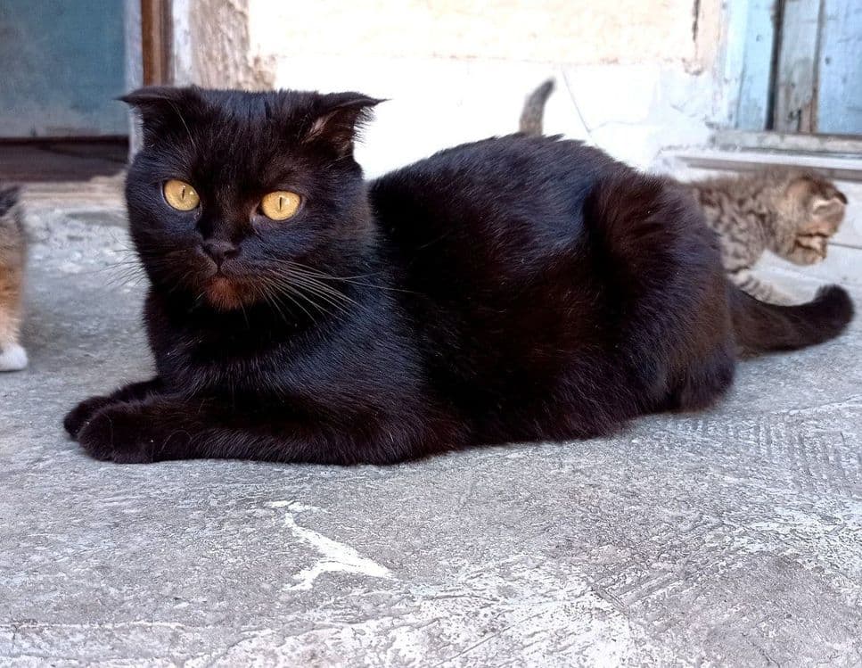 Продам породистых смешанных  котят — 3