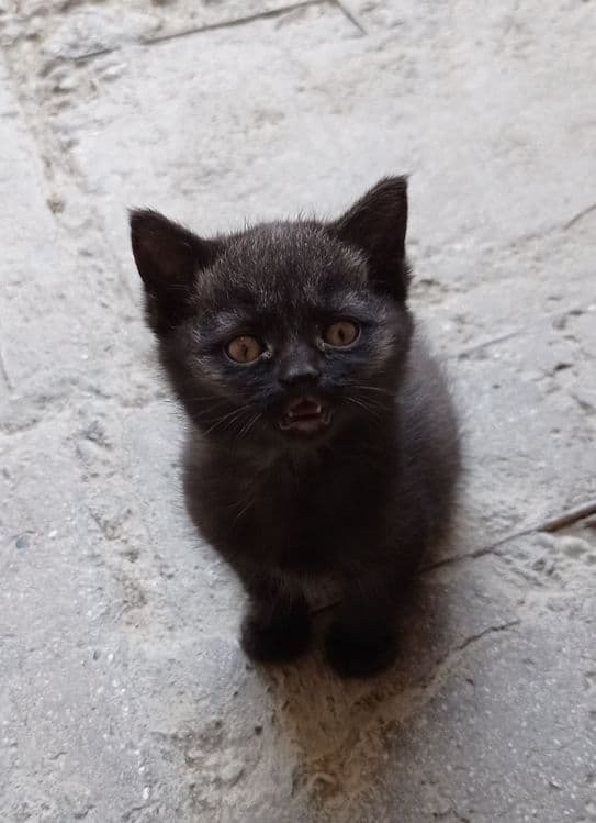 Продам породистых смешанных  котят — 4