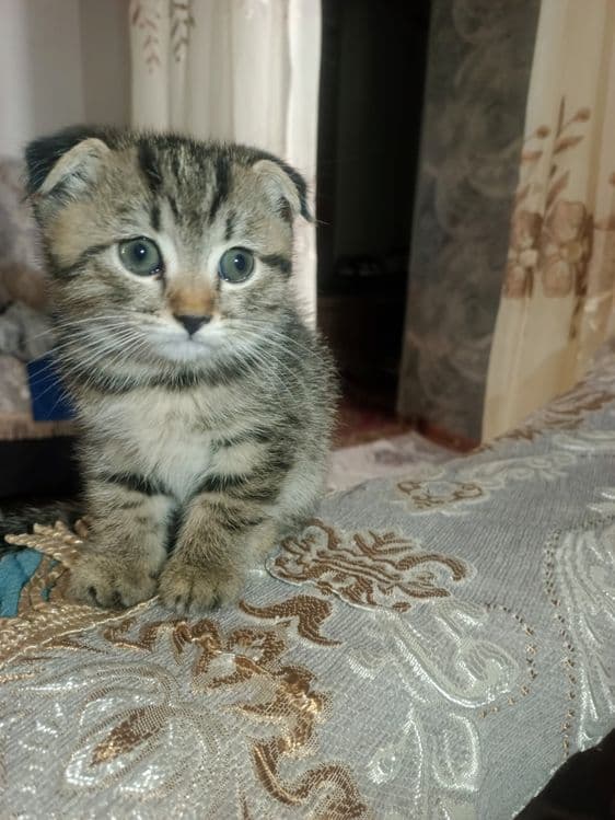 Продаётся котёнок, девочка, порода вислоухая, все прививки сделалы!!! — 2