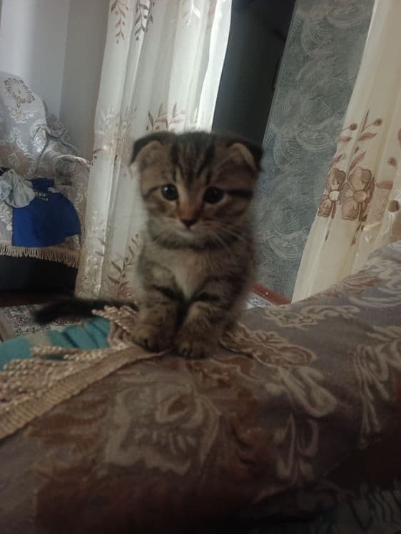 Продаётся котёнок, девочка, порода вислоухая, все прививки сделалы!!! — 3