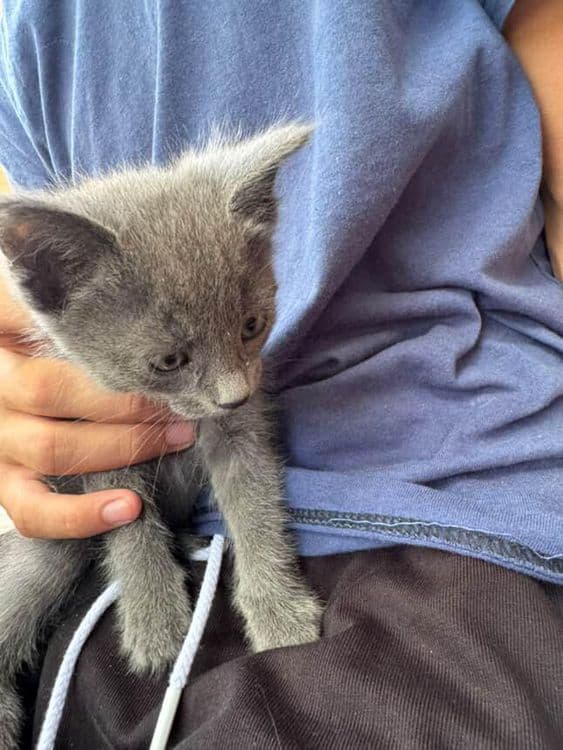 Mushuk Britanskiy — 2