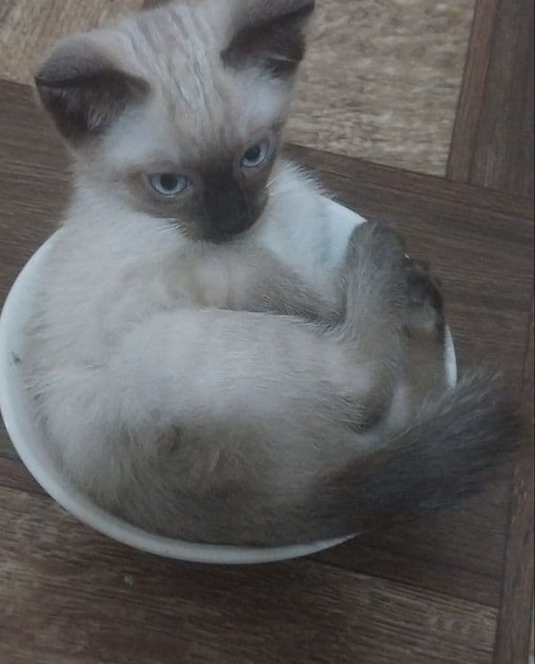 Сиамские котята чистокровные