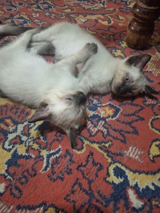 Сиамские котята чистокровные — 2