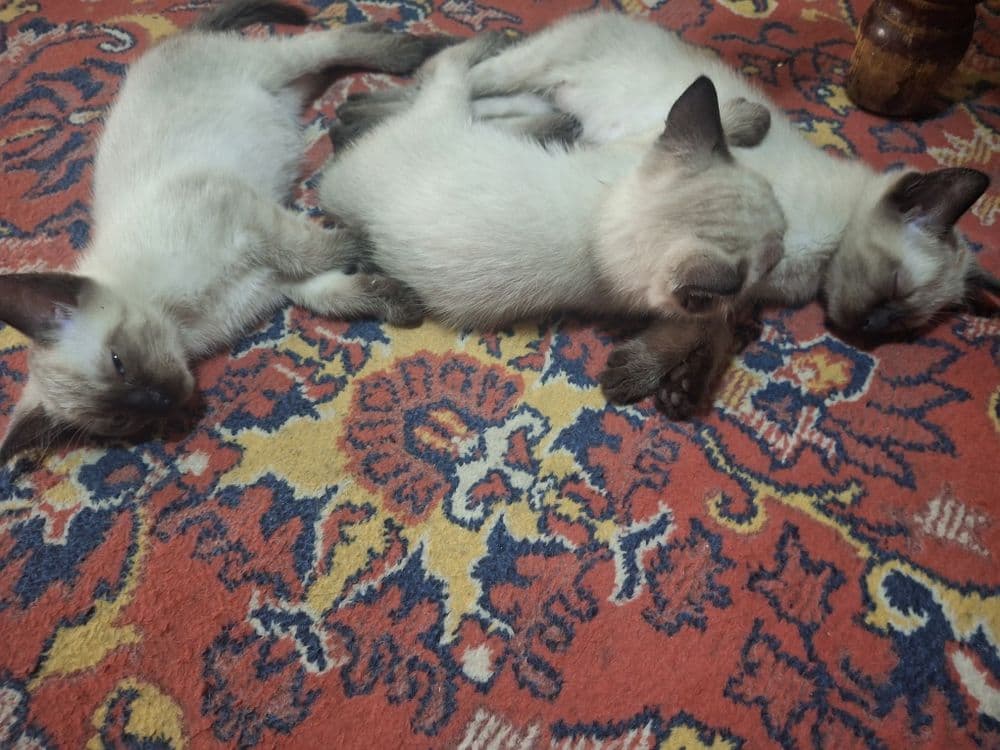 Сиамские котята чистокровные — 3
