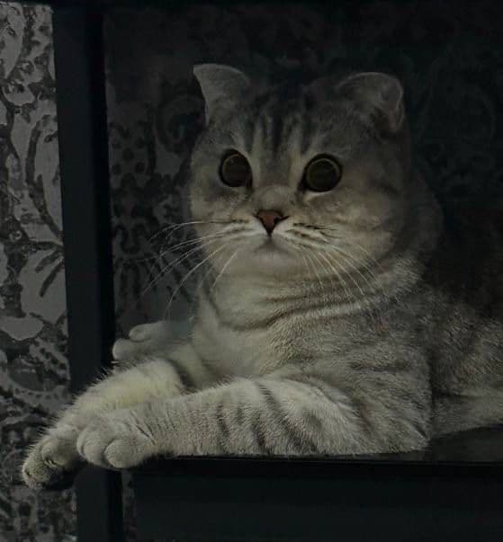 Шиншилла - Скотиш ПРОДОНА — 2