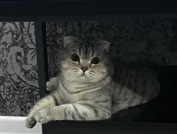 Шиншилла - Скотиш ПРОДОНА — 3